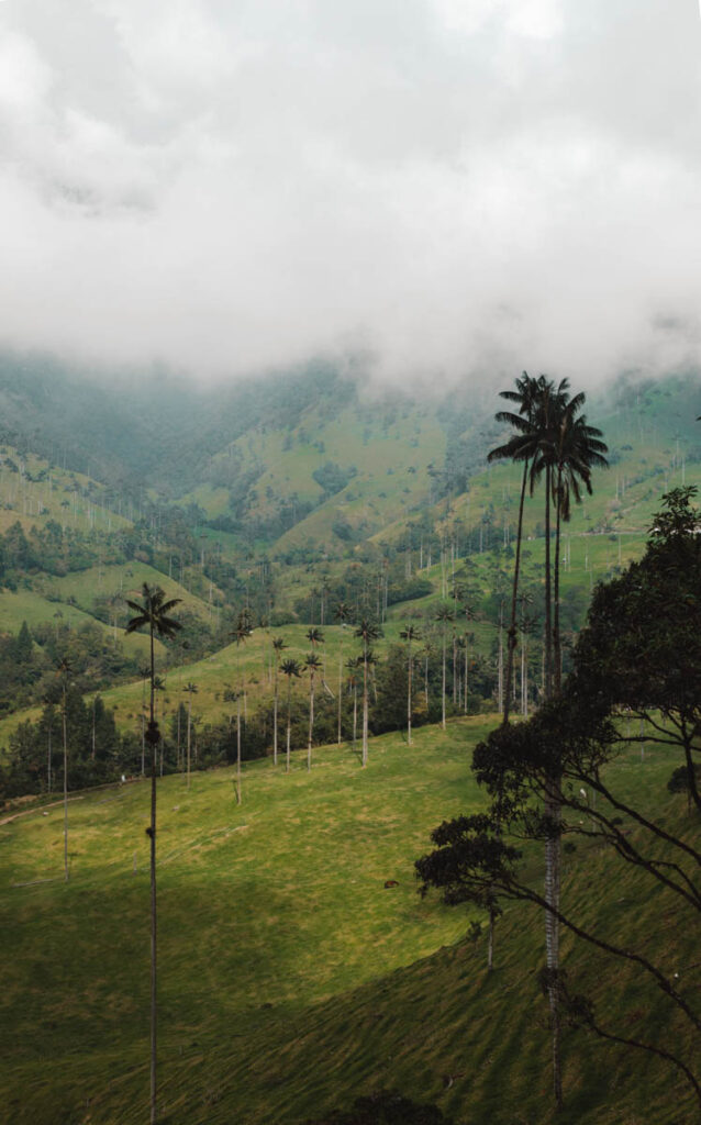 Cocora Valley, Colombia: tall palm trees in pasture land
