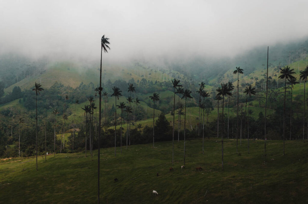 Cocora Valley, Colombia: Wax palms near viewpoint two.