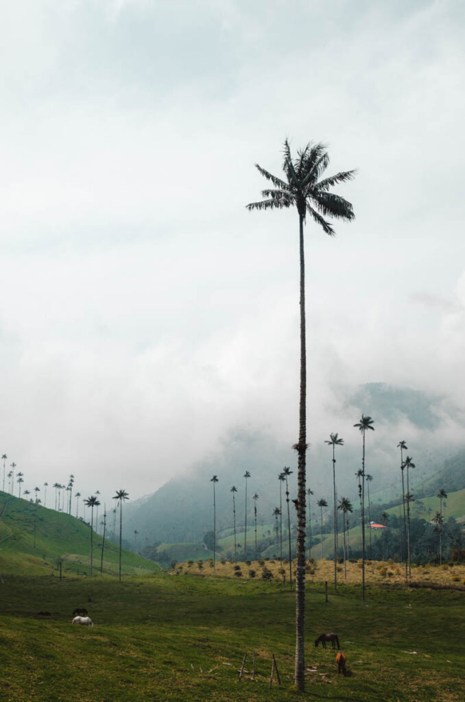 Cocora Valley, Colombia: tall palm trees in pasture land with low hanging clouds