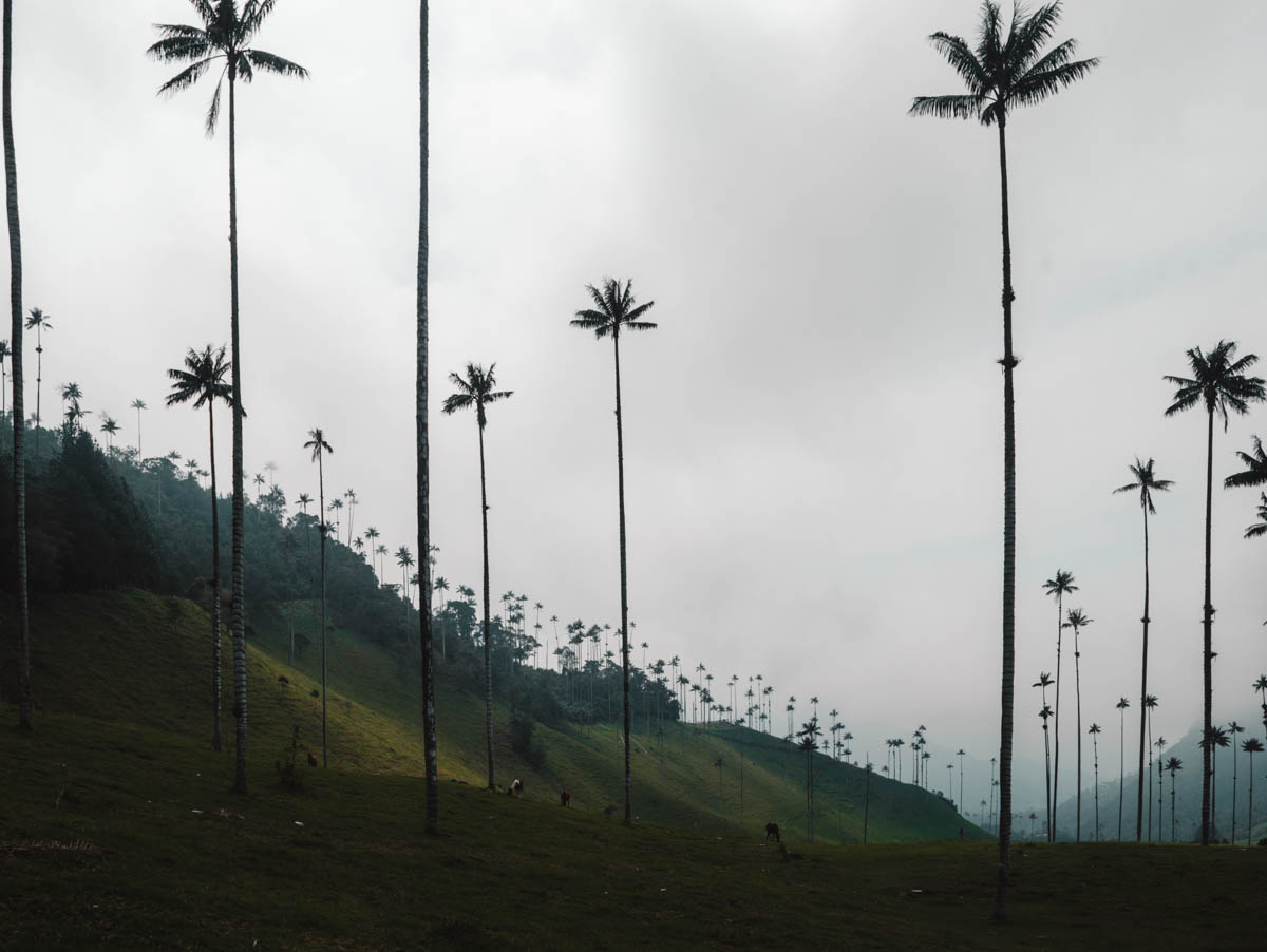 Cocora Valley, Colombia: Wax palms in between low-hanging clouds