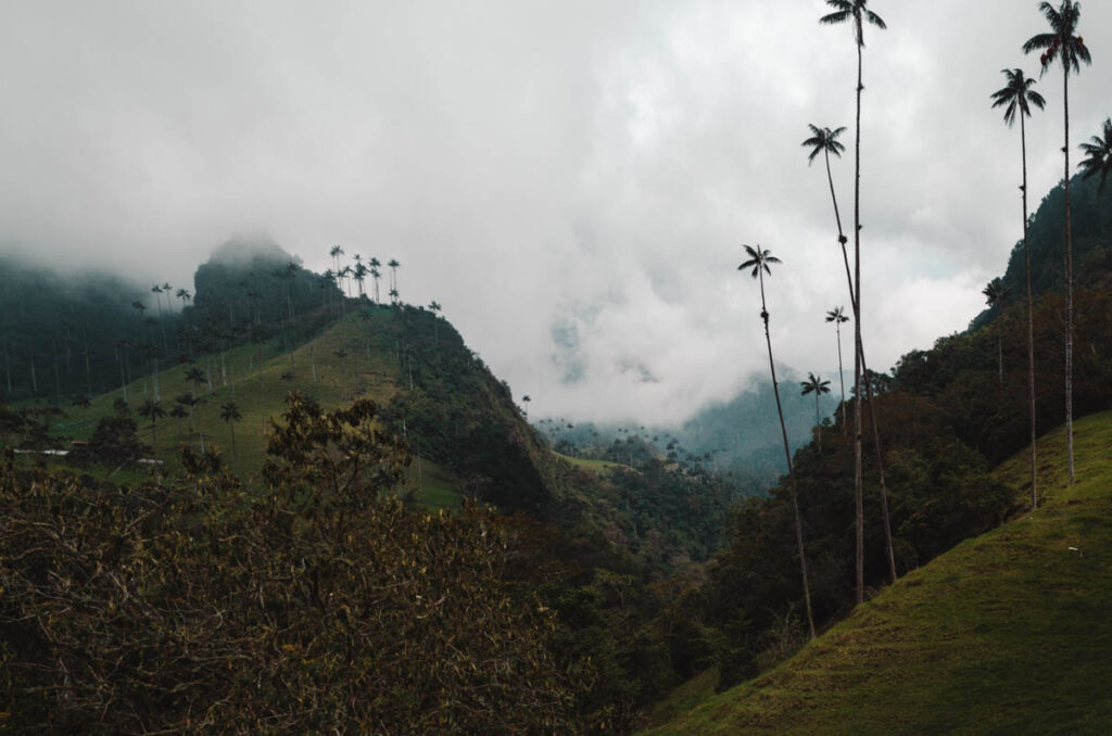 Cocora Valley, Colombia: mountains with tall wax palms