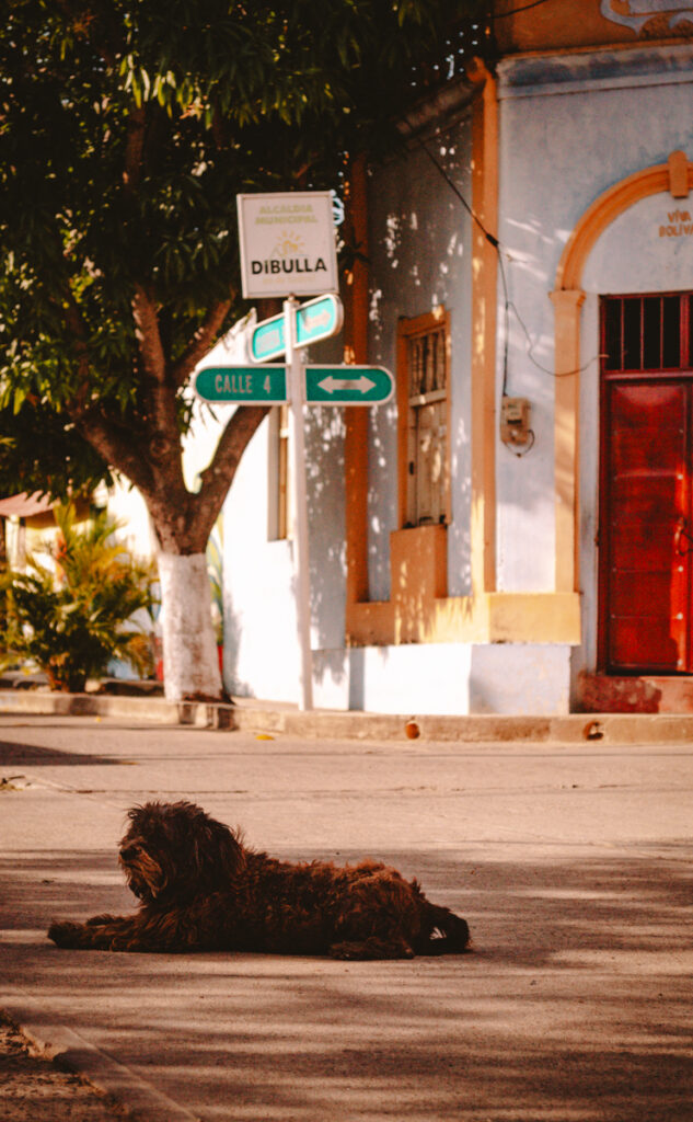 Dibulla town, Colombia. Doggo lying on the street.
