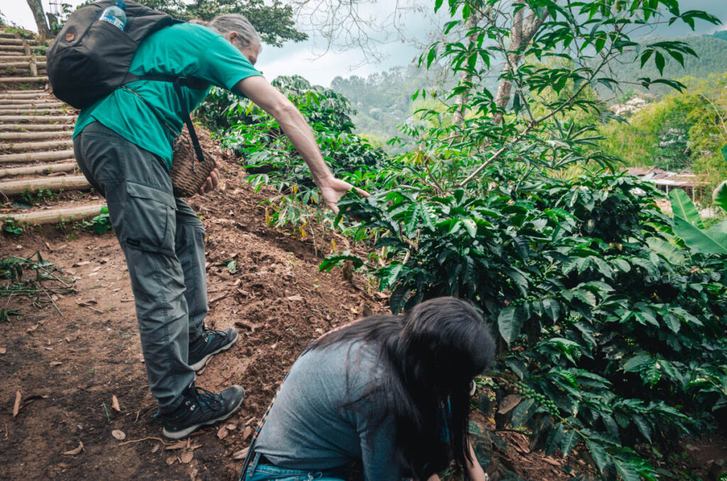Lugar coffee tour, Salento, Colombia: picking the beans at the coffee plantation
