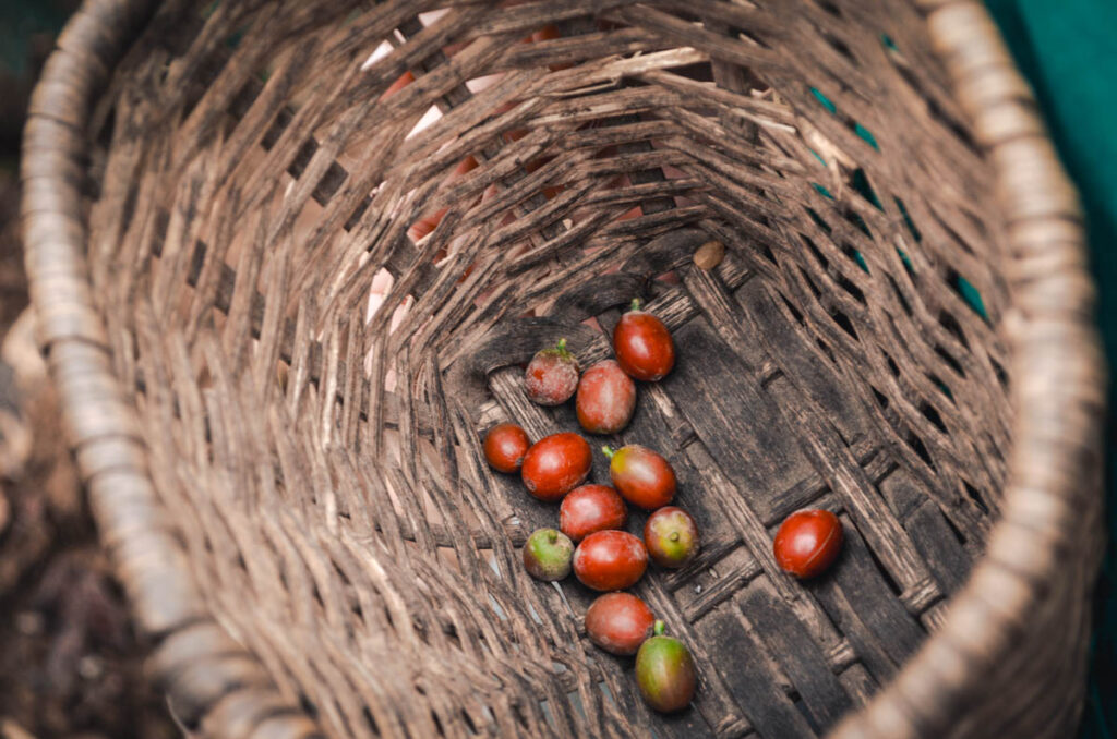 Lugar coffee tour, Salento, Colombia: A basket with freshly picked coffee beans