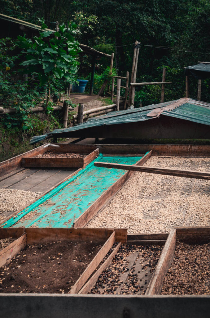 Lugar coffee tour, Salento, Colombia: drying coffee beans in open air