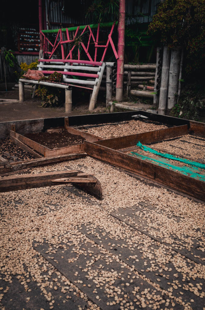 Lugar coffee tour, Salento, Colombia: drying coffee beans