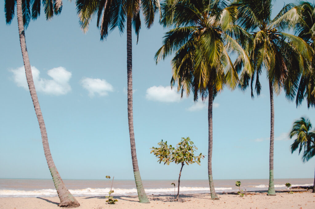 Palm trees at the beach, Dibulla, Colombia