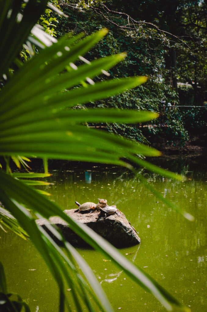 Jardin Botanico, Medellin, Colombia: turtles at the lake sitting on rocks
