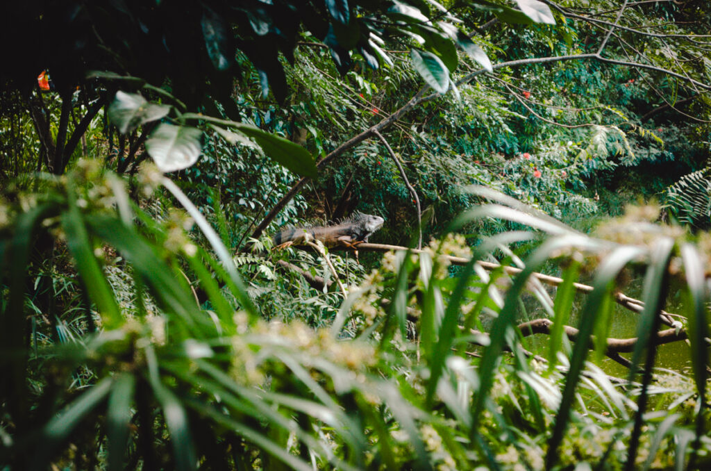 Jardin Botanico, Medellin, Colombia: Iguana