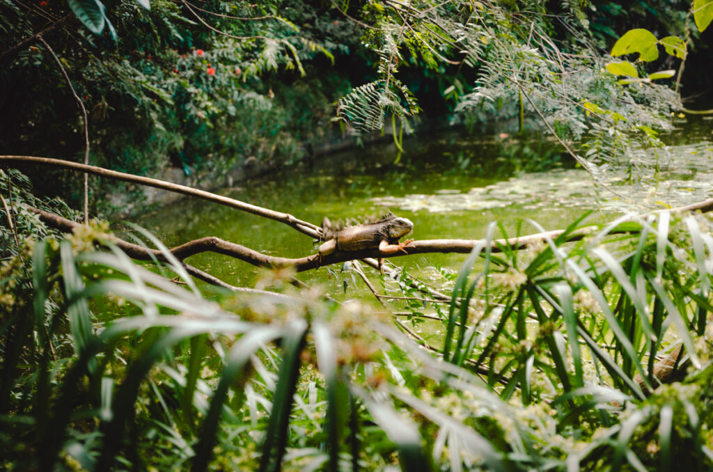 Jardin Botanico, Medellin, Colombia: large iguana in the bushes around the lake.