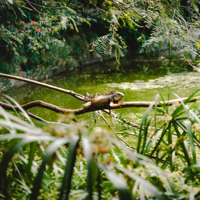 Jardin Botanico, Medellin, Colombia: large iguana in the bushes around the lake.