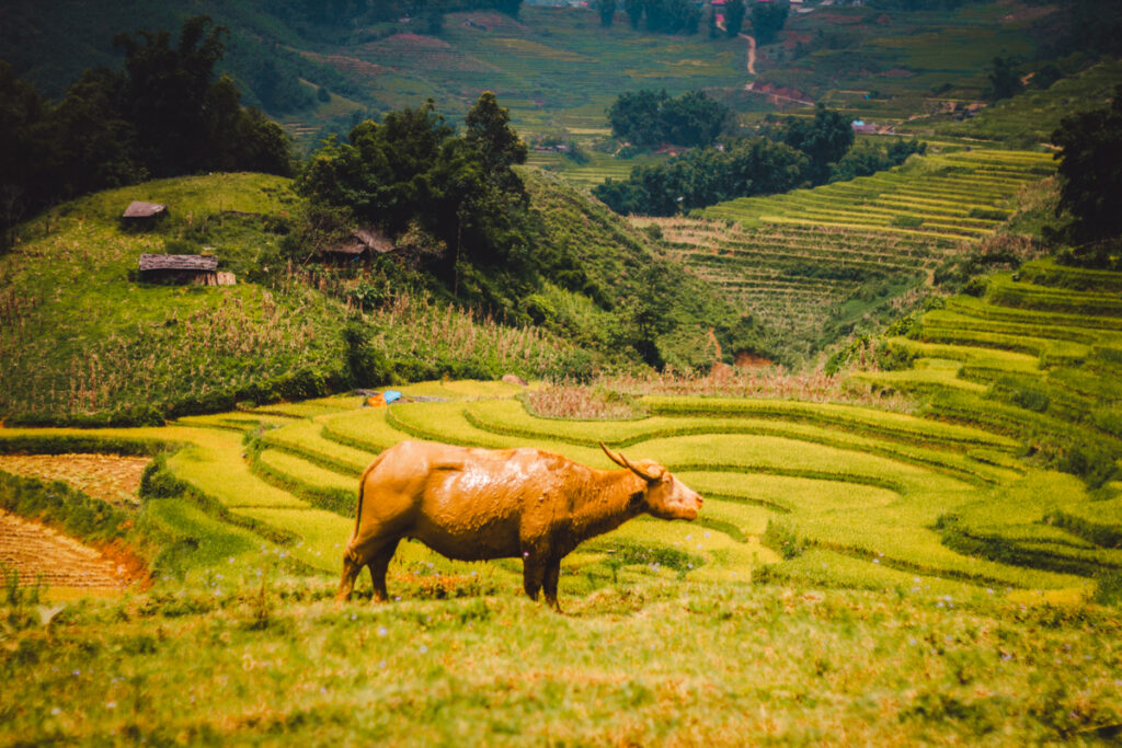 Sapa, Vietnam: local cattle in the ricefields
