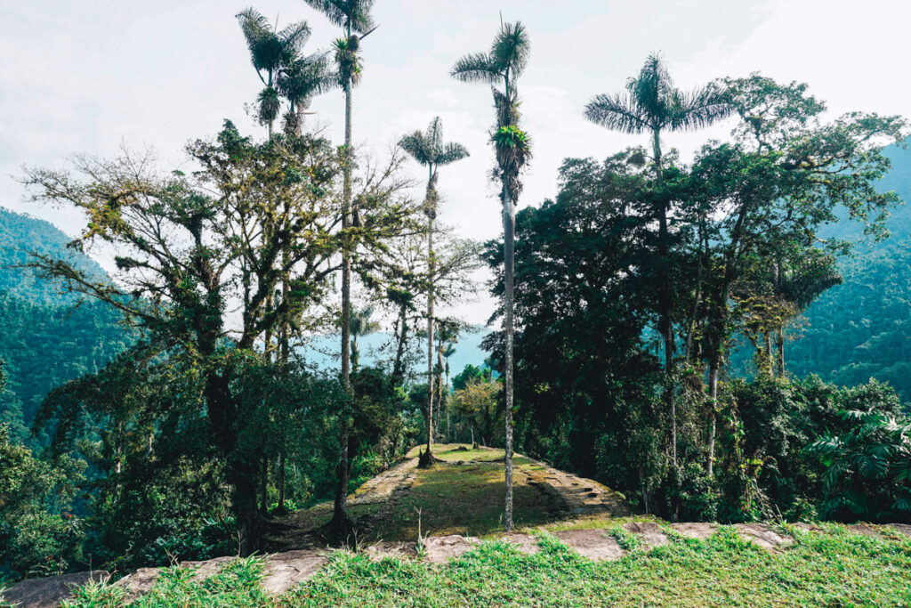 Lush greenery with tall, slender palm trees and dense foliage on the Ciudad Perdida trek, framed by mountain silhouettes in the background, showcasing the rich biodiversity of Colombia's Sierra Nevada.