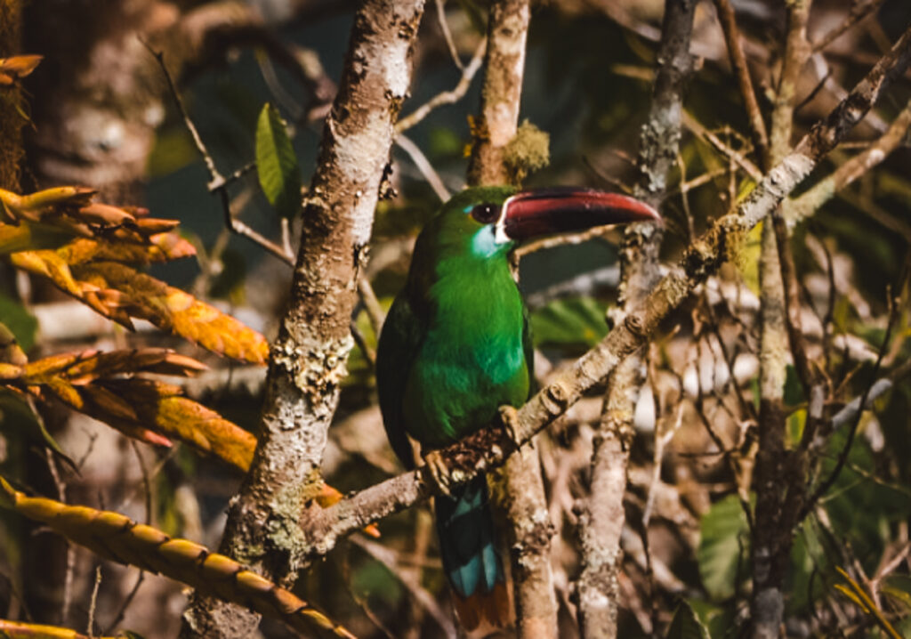 A vibrant green toucanet with a striking red bill perched on a branch in the Kasaguadua Natural Reserve near Salento. The bird's emerald feathers blend with the foliage, with sunlight filtering through to highlight its vivid colors and the delicate texture of the surrounding vegetation.