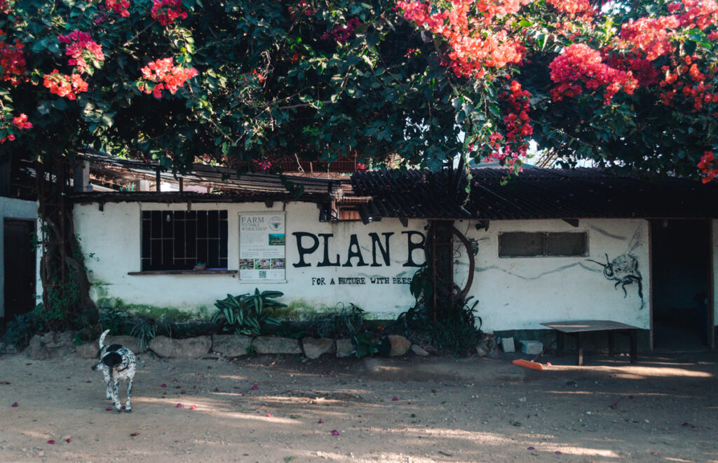 Plan B, Minca, Colombia. this a a photo of the entrance of the organic farm. it' s white front with flowering trees around it.