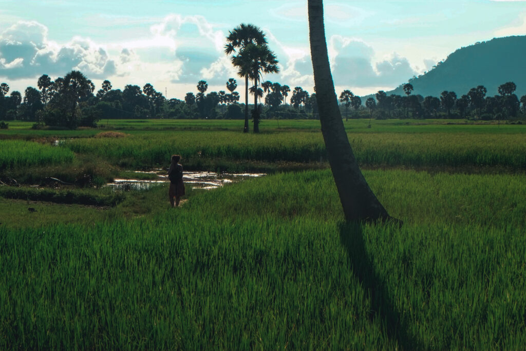A lone figure walking through vibrant green rice paddies in Fish Island, with tall palm trees and a hazy mountain backdrop in Kampot, Cambodia.