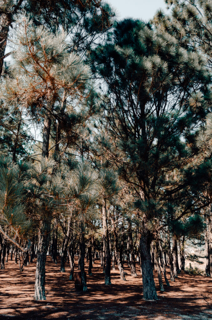 A dense forest of tall pine trees in La Playa de Belen, Colombia, with sunlight filtering through the branches, creating a tranquil and secluded woodland ambiance.