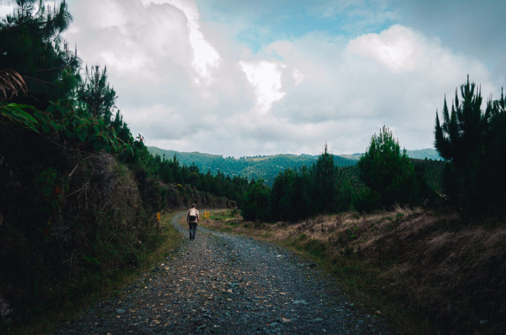 A solitary hiker walks along a gravel road in the Patasola Nature Reserve near Boquia, Salento, Colombia, surrounded by lush pine trees and under a dramatic sky, a moment of solitude and connection with nature.