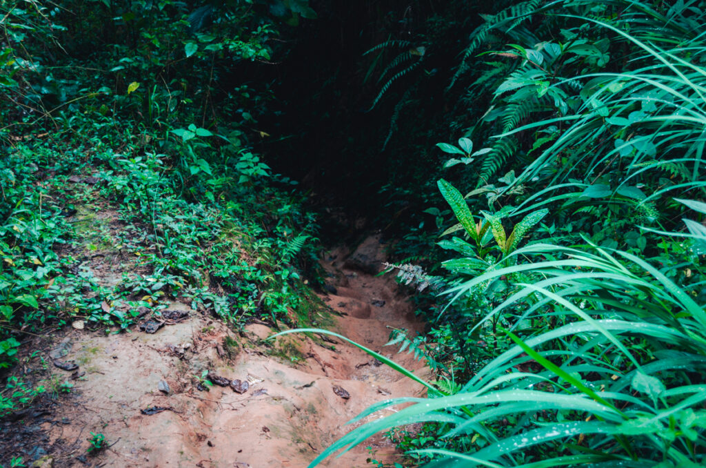 A trail in Salento winds through lush greenery, leading adventurers into the heart of Colombia’s verdant landscape, just at the start of the challenging part of the Camino Nacional from Salento to Boquia.