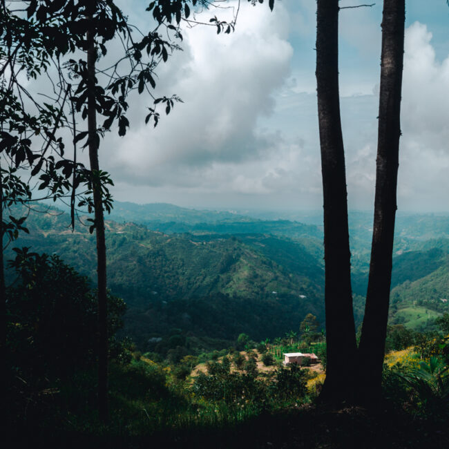 A serene view framed by trees, overlooking the verdant valleys and rural houses around Salento, Colombia, under a dramatic sky, a reminder of the tranquility found in the Zona Cafetero's countryside