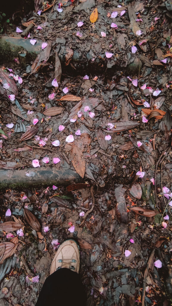 First-person view of a hiker's muddy trail scattered with vibrant pink petals and brown leaves, with the tip of a light-colored shoe visible at the bottom, capturing the essence of a hike through Santa Rita near Salento.