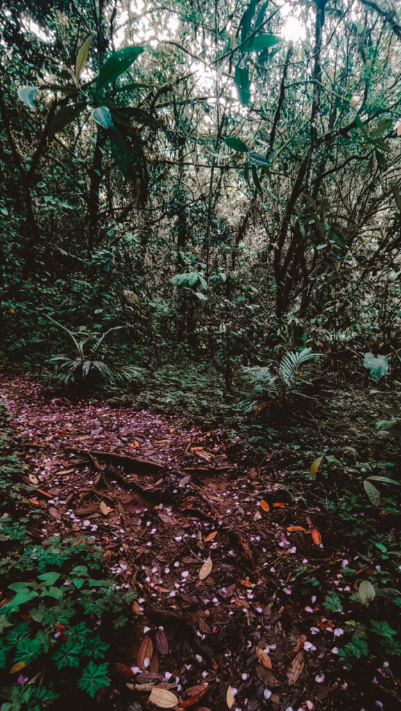 Dense forest underbrush with a carpet of fallen leaves and petals in hues of brown and pink, with patches of sunlight filtering through the foliage, highlighting the natural beauty of Santa Rita near Salento.