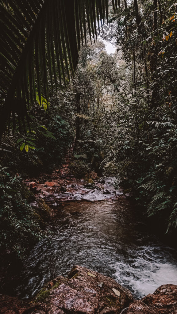 A serene stream winds through the dense jungle underbrush with tall palm fronds overhead, part of the scenic route to Santa Rita waterfall near Salento.
