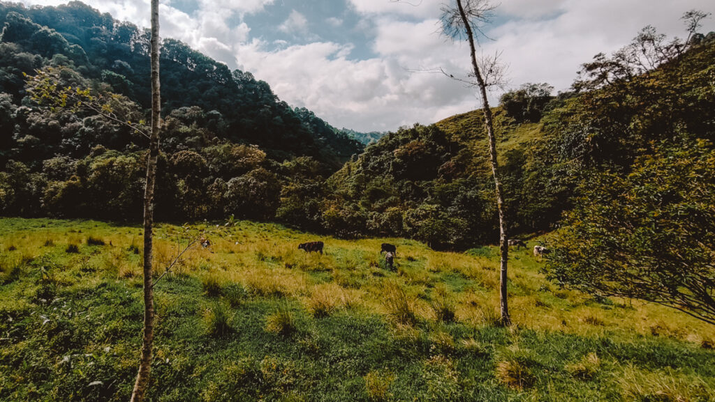 Cows graze in a peaceful, sunlit clearing, with dense tropical forests ascending the hills in the background, a serene scene on the way to Santa Rita waterfall near Salento.