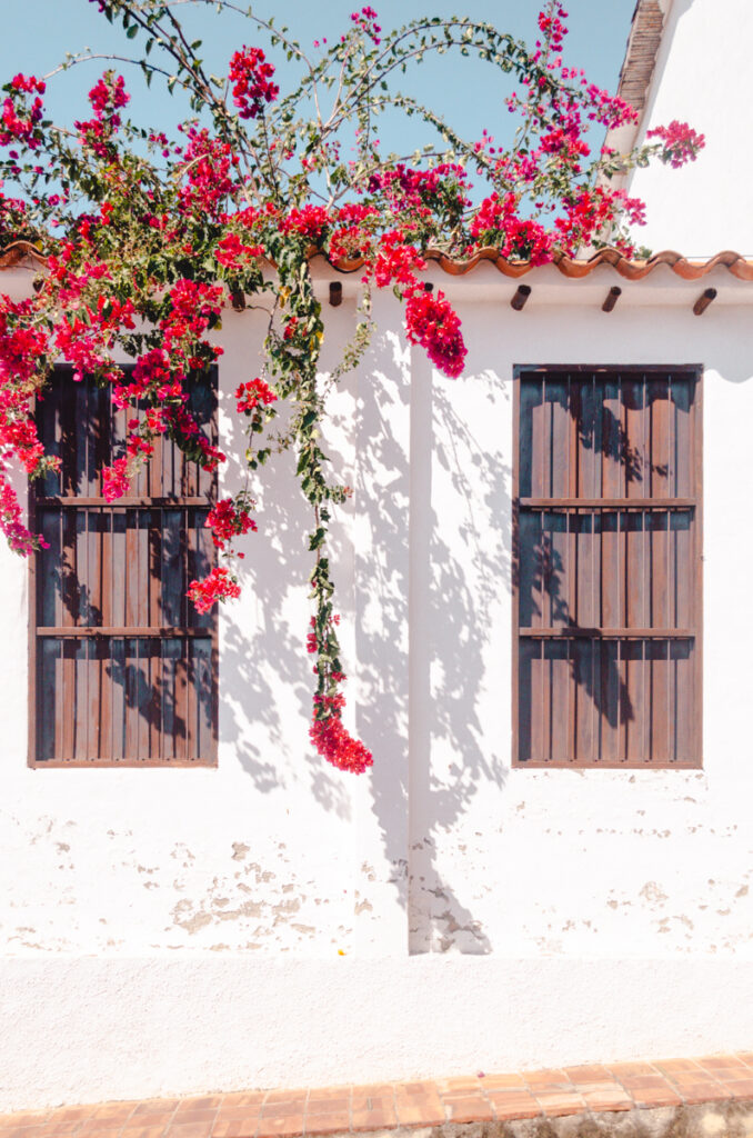 Charming facade of a traditional house in Barichara, Colombia, adorned with lush, vibrant red bougainvillea cascading over the roof and around wooden windows. The bright flowers contrast beautifully against the white walls and dark wooden accents, creating a picturesque, inviting scene.
