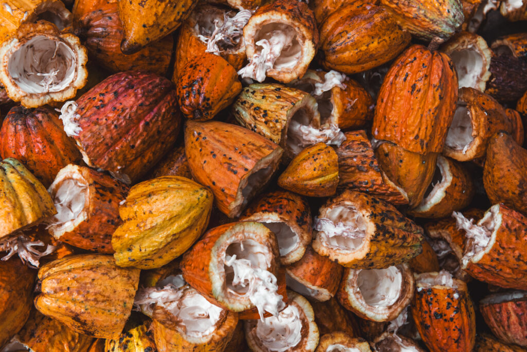 The image shows an array of opened cocoa pods, revealing the white pulp inside. The pods vary in color, mostly in shades of orange, yellow, and reddish-brown, displaying their distinctive, natural patterns.