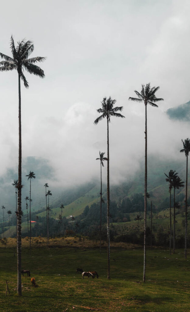 The image depicts the majestic Cocora Valley in Colombia, characterized by its iconic tall wax palm trees, which rise dramatically against a backdrop of rolling green hills and low-hanging clouds. Grazing horses can be seen in the foreground, adding a peaceful rural element to the misty, mountainous landscape.