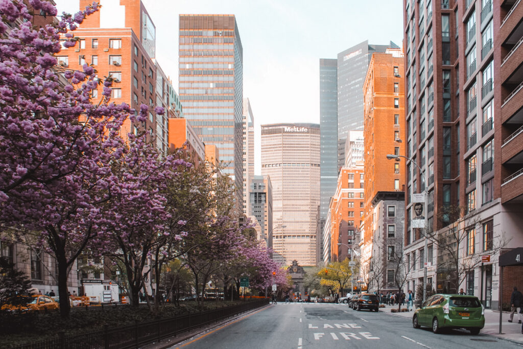 A sunny street scene on Park Avenue in New York. High-rise buildings dot the street. There's a green car on the right of the picture and cherry blossoms on the left.