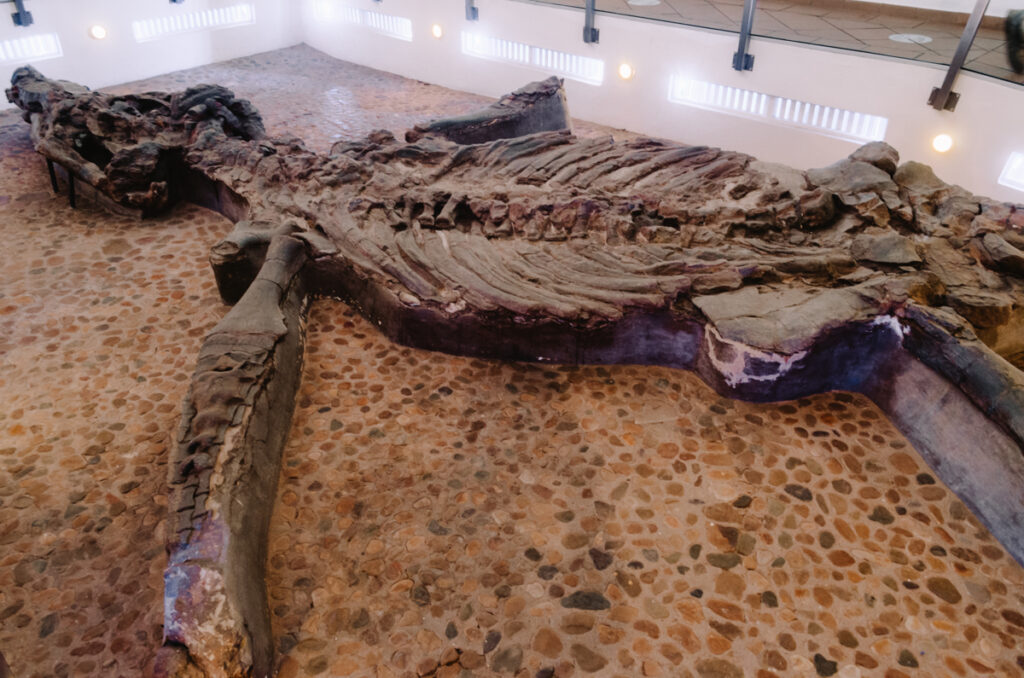a dinosaur skeleton on a stone floor at Museo El Fosil in Villa de Leyva